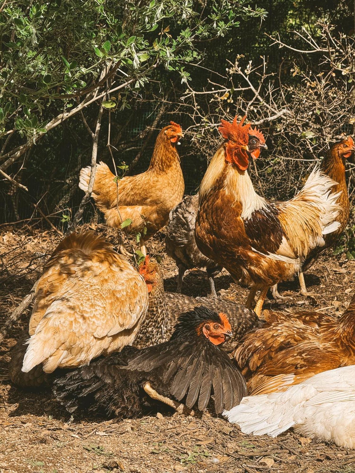 Agriturismo Il Muto Di Gallura Aggius Exteriör bild
