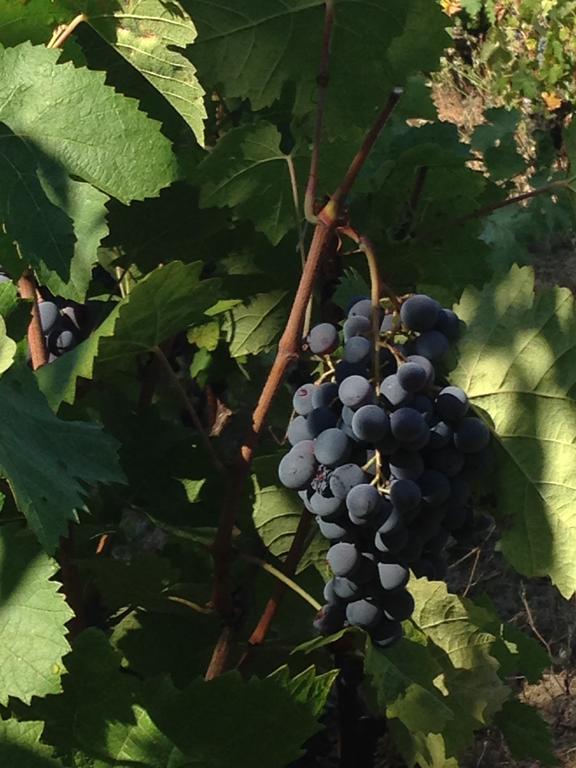 Agriturismo Il Muto Di Gallura Aggius Exteriör bild