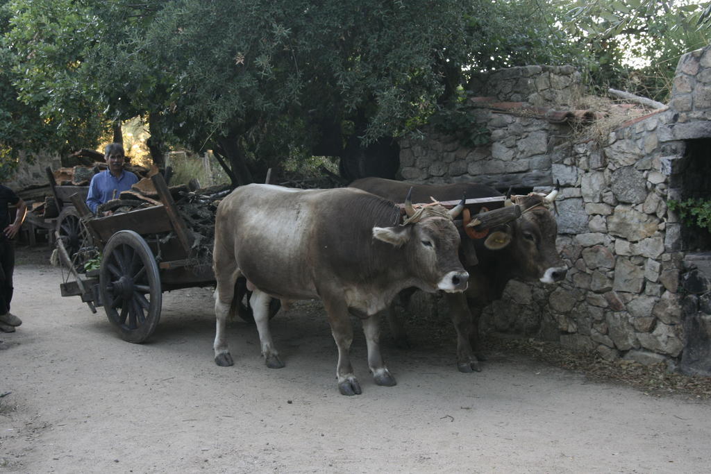 Agriturismo Il Muto Di Gallura Aggius Exteriör bild