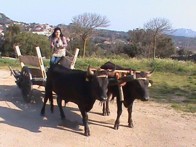 Agriturismo Il Muto Di Gallura Aggius Exteriör bild