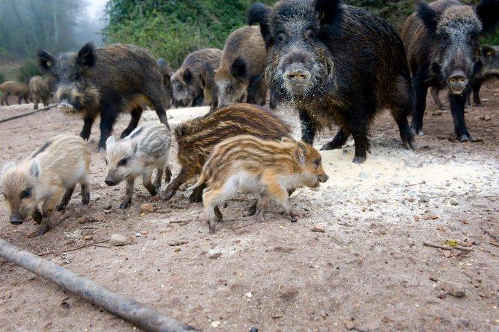 Agriturismo Il Muto Di Gallura Aggius Exteriör bild