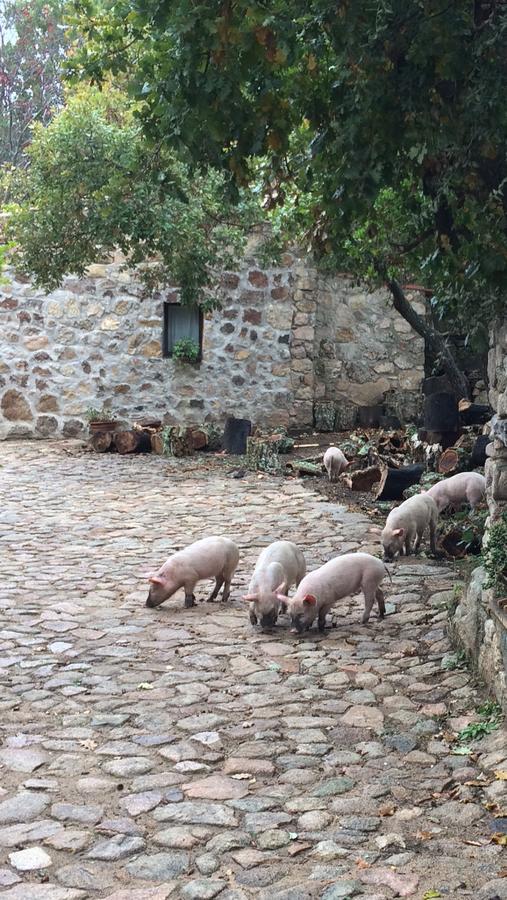Agriturismo Il Muto Di Gallura Aggius Exteriör bild