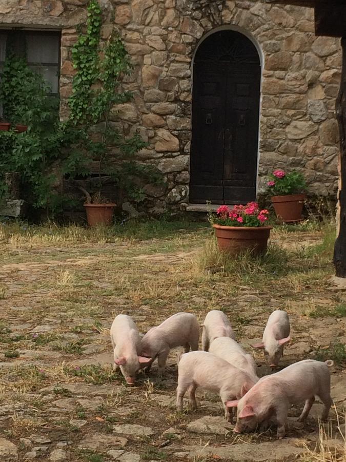 Agriturismo Il Muto Di Gallura Aggius Exteriör bild